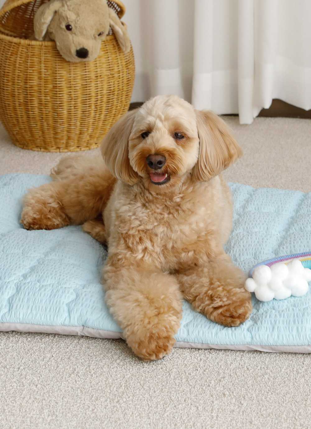 아망떼 ㅣ아망떼펫 시어서커 리플 쿨 애착방석M/L